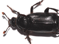 Nicrophorus investigator